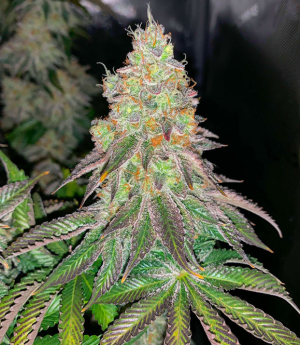 1739553231340.png 1739553231340.png