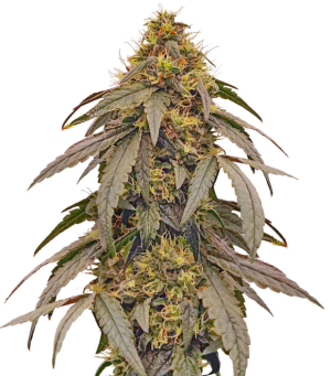 1739610366315.png 1739610366315.png