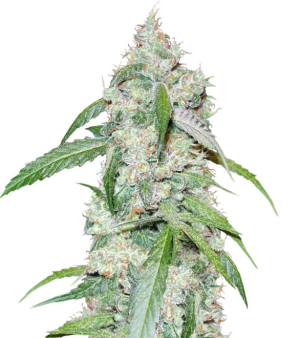 1739699713055.png 1739699713055.png