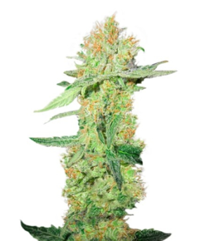 1739793790444.png 1739793790444.png