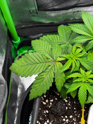 1739815621451.png 1739815621451.png