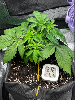 1739815649560.png 1739815649560.png