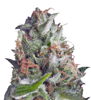 1739901106145.png 1739901106145.png