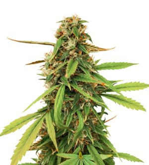 1739901110156.png 1739901110156.png