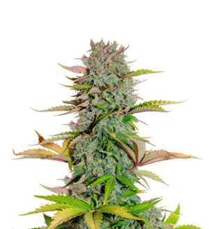 1739901113507.png 1739901113507.png