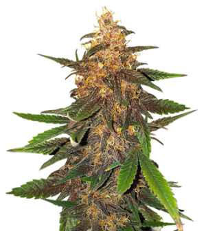 1740419976989.png 1740419976989.png