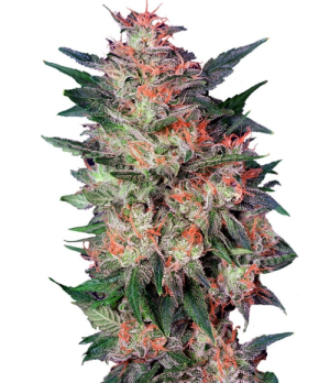 1740681273183.png 1740681273183.png