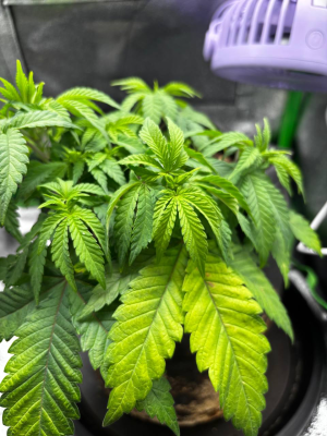 1740743643917.png 1740743643917.png