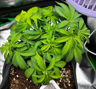 1740743669226.png 1740743669226.png