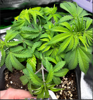 1740743694882.png 1740743694882.png