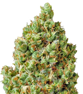 1740767196699.png 1740767196699.png