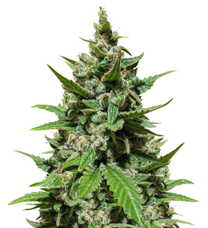 1740767202618.png 1740767202618.png