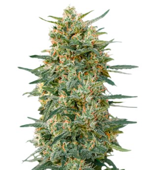 1741006215758.png 1741006215758.png