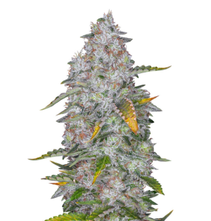 1741006245289.png 1741006245289.png