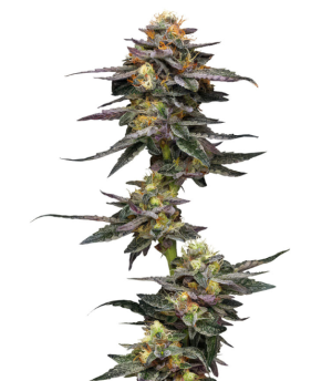 1741021805506.png 1741021805506.png