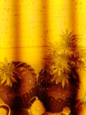 IMG_20250304_062422_344.jpg IMG_20250304_062422_344.jpg