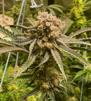 1741089188064.png 1741089188064.png