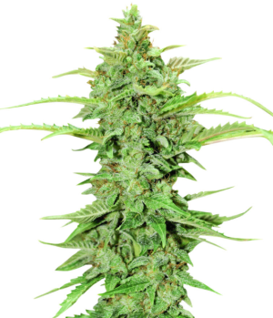 1741124619323.png 1741124619323.png