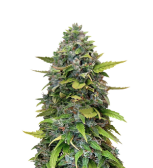 1741240186010.png 1741240186010.png