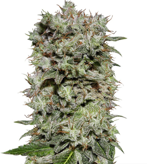 1741240190097.png 1741240190097.png