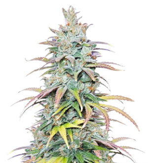 1741240194062.png 1741240194062.png