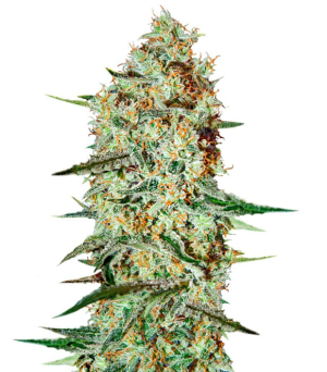 1741259690526.png 1741259690526.png