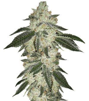 1741259744986.png 1741259744986.png