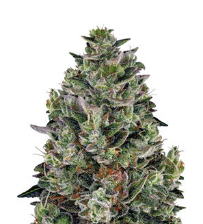 1741286633379.png 1741286633379.png