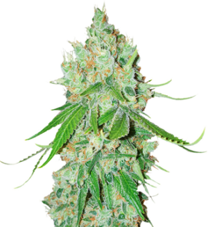 1741286638179.png 1741286638179.png