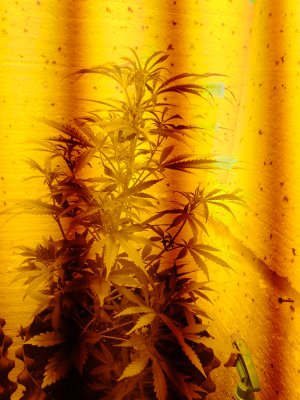 IMG_20250309_063503_025.jpg IMG_20250309_063503_025.jpg