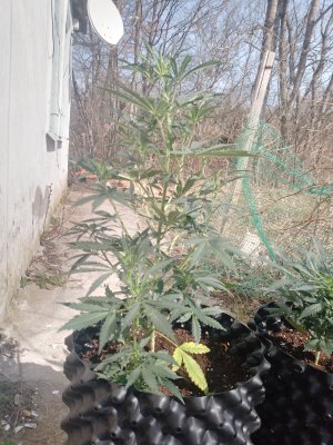 IMG_20250309_124750_106.jpg IMG_20250309_124750_106.jpg