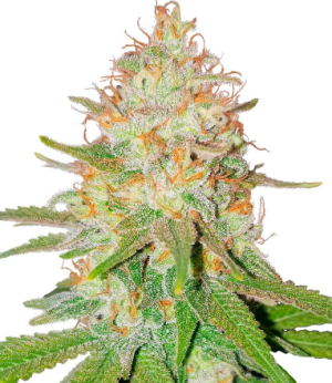 1741639023840.png 1741639023840.png