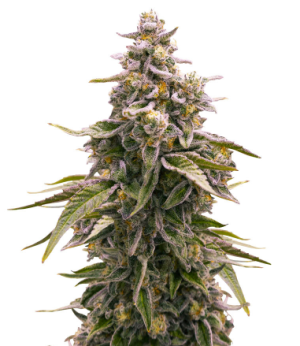 1741639062169.png 1741639062169.png