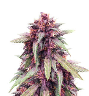 1741844994453.png 1741844994453.png