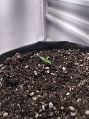 IMG_20250313_172646.jpg IMG_20250313_172646.jpg