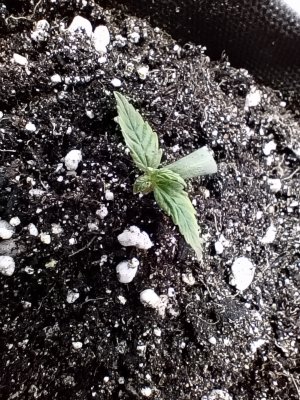 IMG_20250313_172716.jpg IMG_20250313_172716.jpg