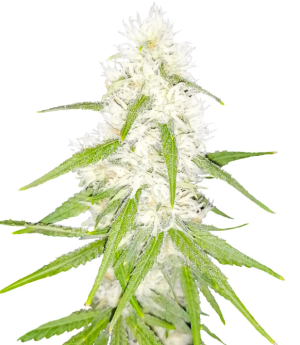 1742038545628.png 1742038545628.png