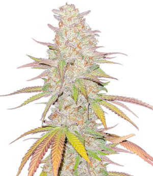 1742121913850.png 1742121913850.png