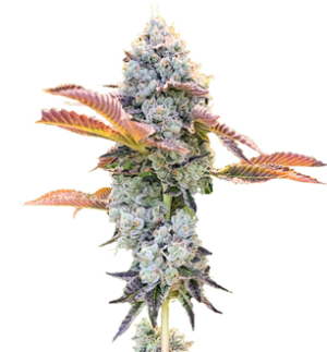 1742139716192.png 1742139716192.png