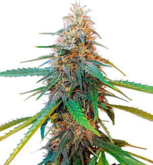 1742210819453.png 1742210819453.png