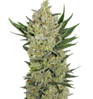 1742277353720.png 1742277353720.png