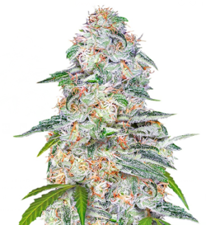 1742277358581.png 1742277358581.png