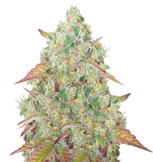 1742292695717.png 1742292695717.png