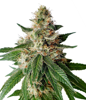 1742421134271.png 1742421134271.png