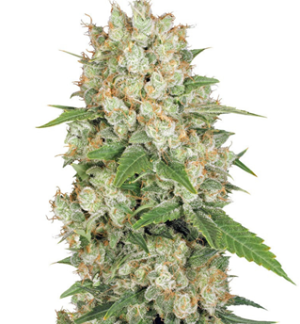 1742458162627.png 1742458162627.png