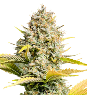 1742470920239.png 1742470920239.png