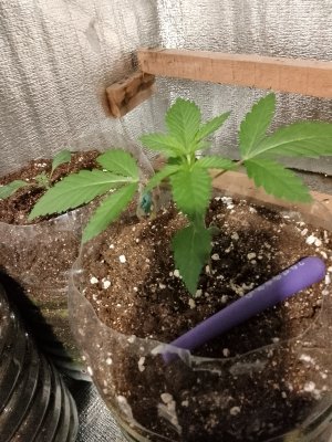 7 подарочная. (2).jpg