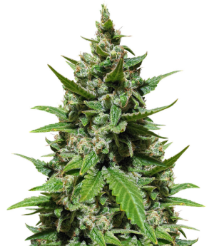 1742560762430.png 1742560762430.png