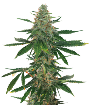 1742560810521.png 1742560810521.png