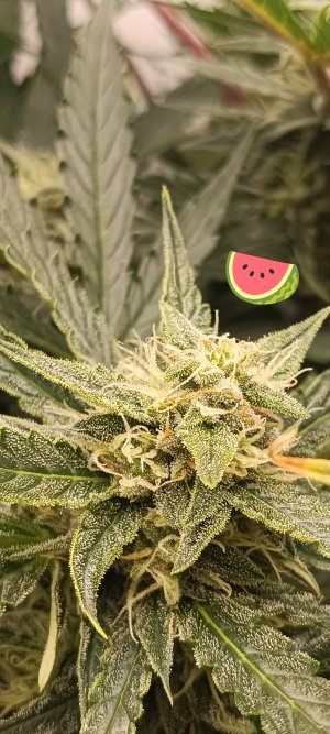 IMG_20250322_133752 (1).jpg